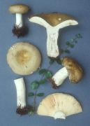 Russula olivacea Mushroom