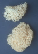 Hericium ramosum2 Mushroom