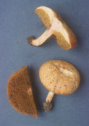 Boletus illudens3 Mushroom