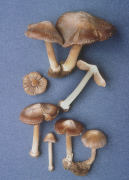 Inocybe albodisca Mushroom