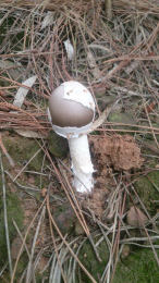 Amanita vaginata var alba014