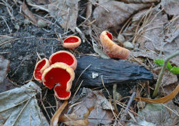 Sarcoscypha coccinea