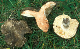 Russula nigricansF