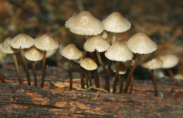 Mycena inclinata4