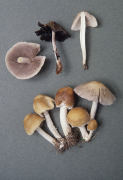 Psathyrella candolleana4 Mushroom