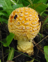 Amanita muscaria 26