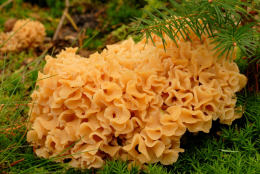 Sparassis crispa3