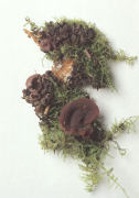 Ascocoryne cylichnium 2 Mushroom