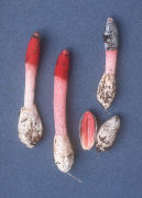 Mutinus elegans Pink stemmed form2 Mushroom