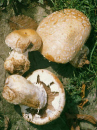 Pholiota destruens
