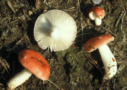 Russula emetica3