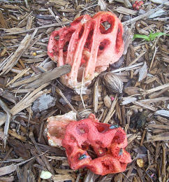 Clathrus ruber 2. Mushroom