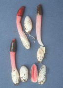 Mutinus elegans Pink stemmed form Mushroom