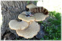 Polyporus squamosus 8