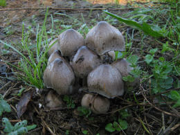 Coprinus atramentariusF