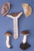 Russula versicolor Mushroom