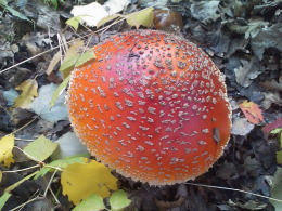 Amanita muscaria 26