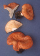 Lactarius olympianus Mushroom