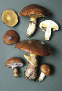 Suillus luteus 3 Mushroom