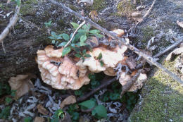 Laetiporus sulphureus   008