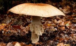 Agaricus augustus Buck.jpg