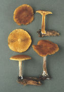 Gymnopilus penetrans2 Mushroom