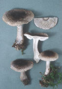Tricholoma squarrulosum Mushroom