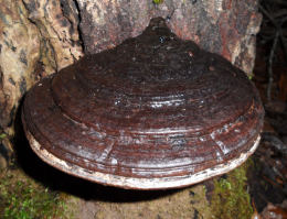 Ganoderma applanatum 2