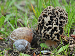 Morchella esculenta 3