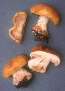 Cortinarius calochrous2 Mushroom