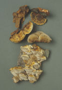 Inonotus radiatus 5 Mushroom