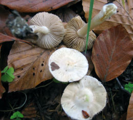 Inocybe geophylla