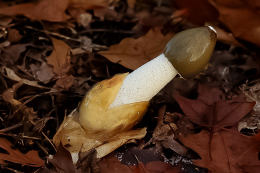 Phallus impudicus