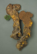 Pisolithus arrhizus Mushroom