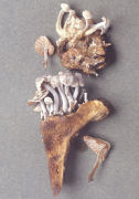 Asterophora parasitica Mushroom