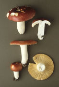 Russula lundelii2 Mushroom