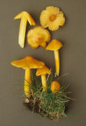 Hygrocybe langei2 Mushroom