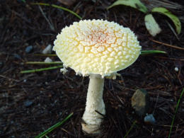 Amanita frostiana2