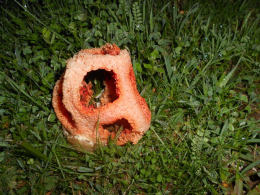 Clathrus ruber