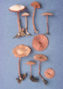 Laccaria altaica2 Mushroom