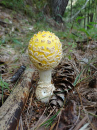 Amanita muscaria 26