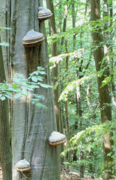 Fomes fomentarius 7