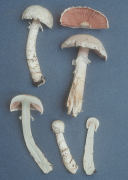 Agaricus altipes Mushroom