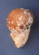 Pholiota destruens Mushroom
