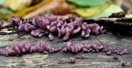 Ascocoryne sarcoides
