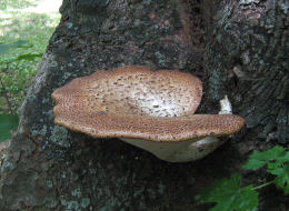 Polyporus squamosus 8