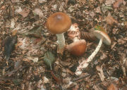 Amanita fulva field Mushroom