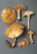 Suillus bovinus Mushroom