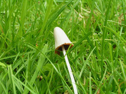 Conocybe lactea