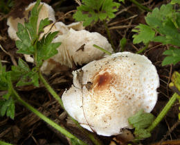 Lepiota cristata3